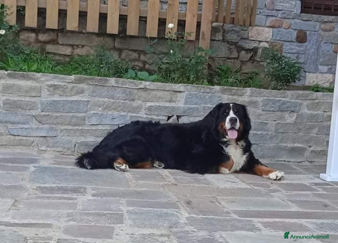 Immagine della galleria {{count}}