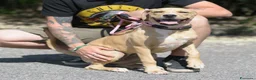 Meticcio cani in regalo: PIUMETTA - Annuncio 2
