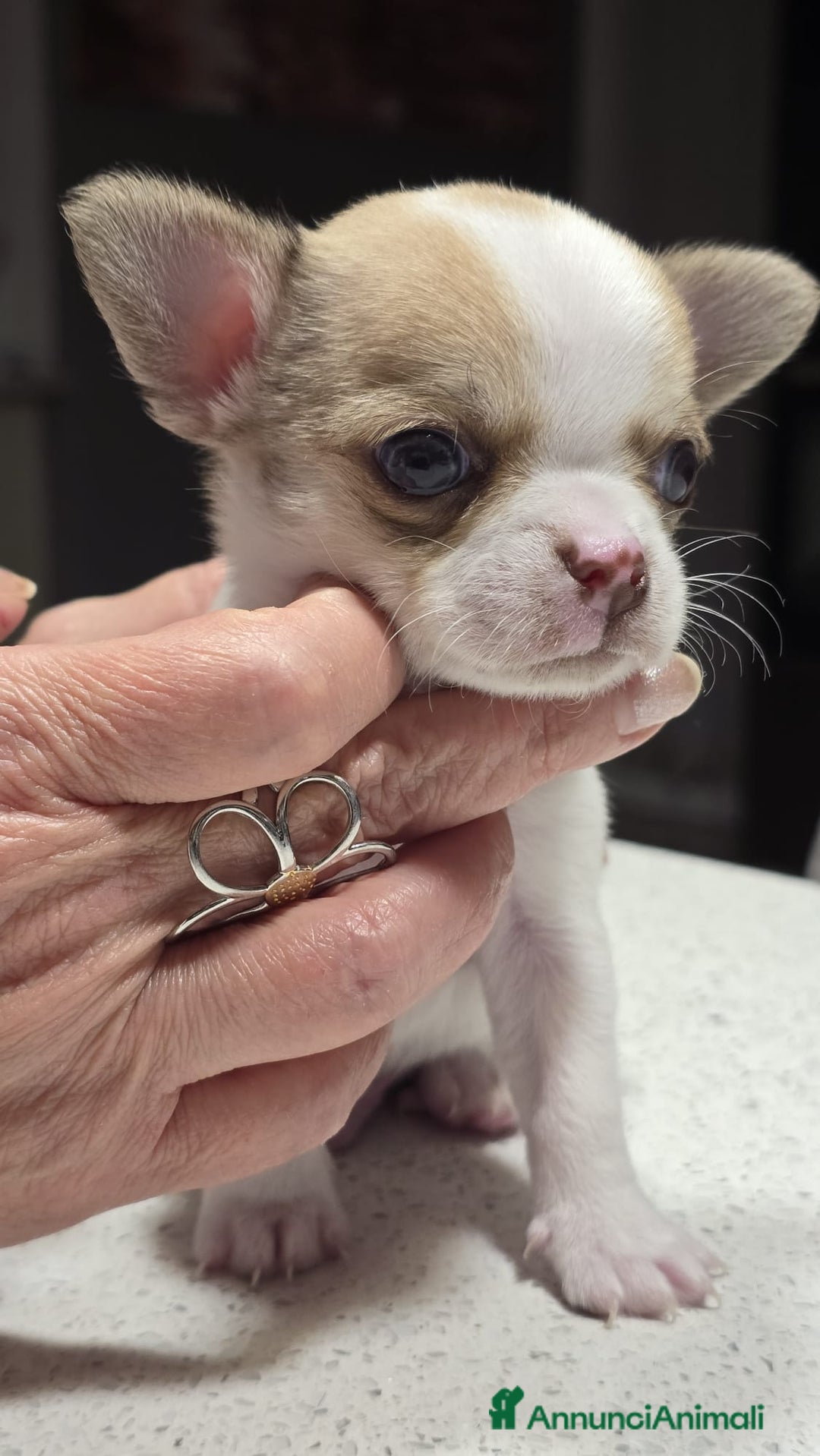 Chihuahua cani in vendita: Bellissimo chihuahua  - Annuncio 3