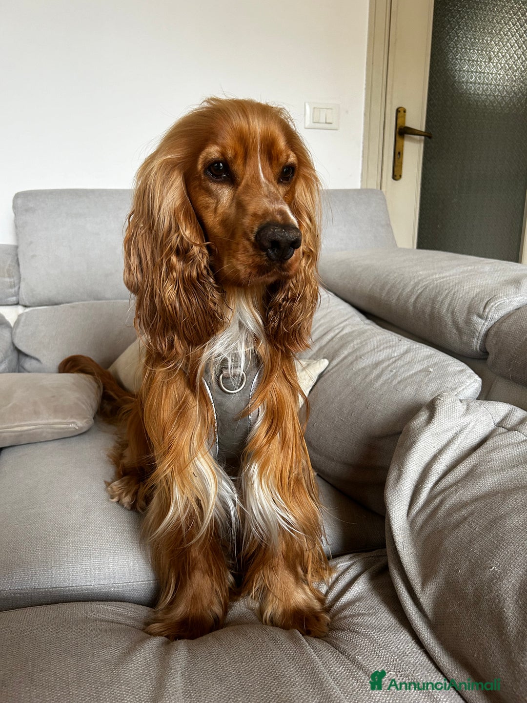 Cocker cani per accoppiamento: Cocker maschio per monta - Annuncio 4