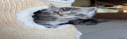 Maine Coon gatti in vendita: Cuccioli di Maine Coon alta qualità  - Annuncio 6
