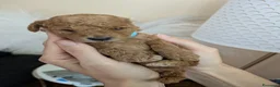Barboncino cani in vendita: Cuccioli di Barboncino Nano - Annuncio 2