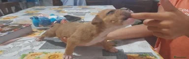 American Pitbull Terrier UKC 2