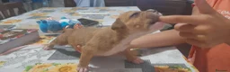 Pitbull cani in vendita: American Pitbull Terrier UKC  a Provincia di Alessandria - Annuncio 2