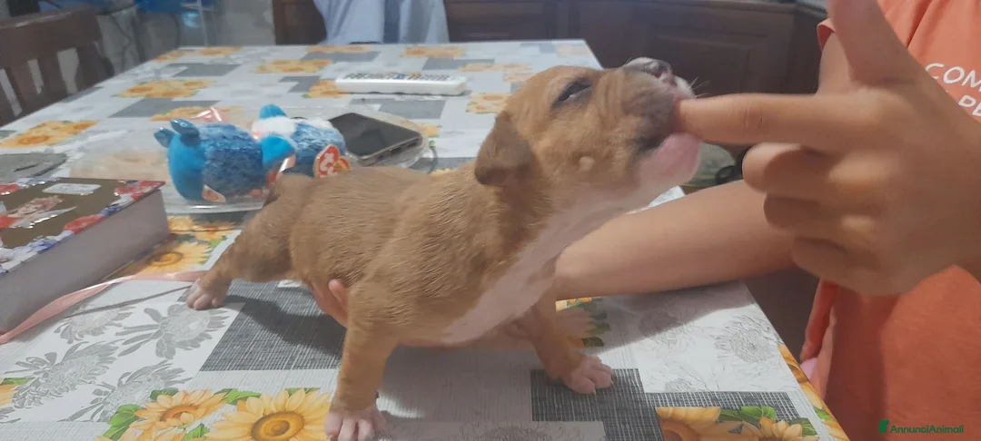 Pitbull cani in vendita: American Pitbull Terrier UKC  a Provincia di Alessandria - Annuncio 2