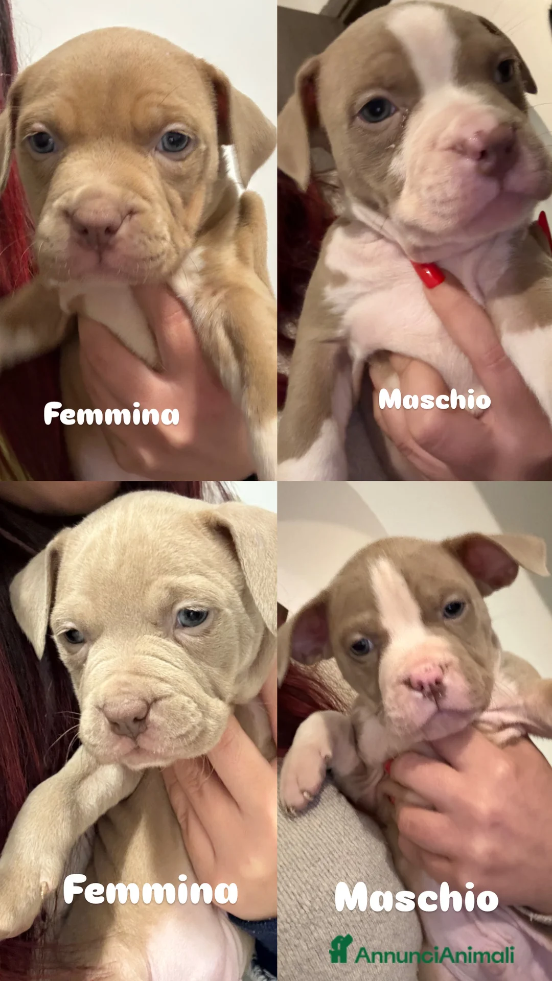 American Staffordshire cani in vendita: Cuccioli amstaff - Annuncio 2