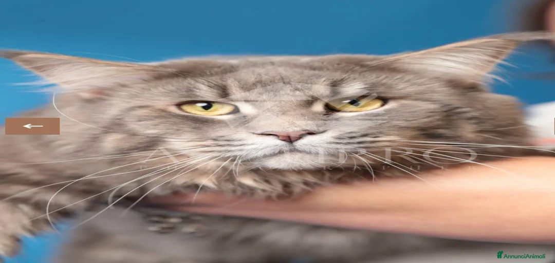 Immagine della galleria {{count}}