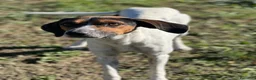 Meticcio cani in regalo: TWIST vagava in cerca di cibo a Provincia di Forlì-Cesena - Annuncio 1