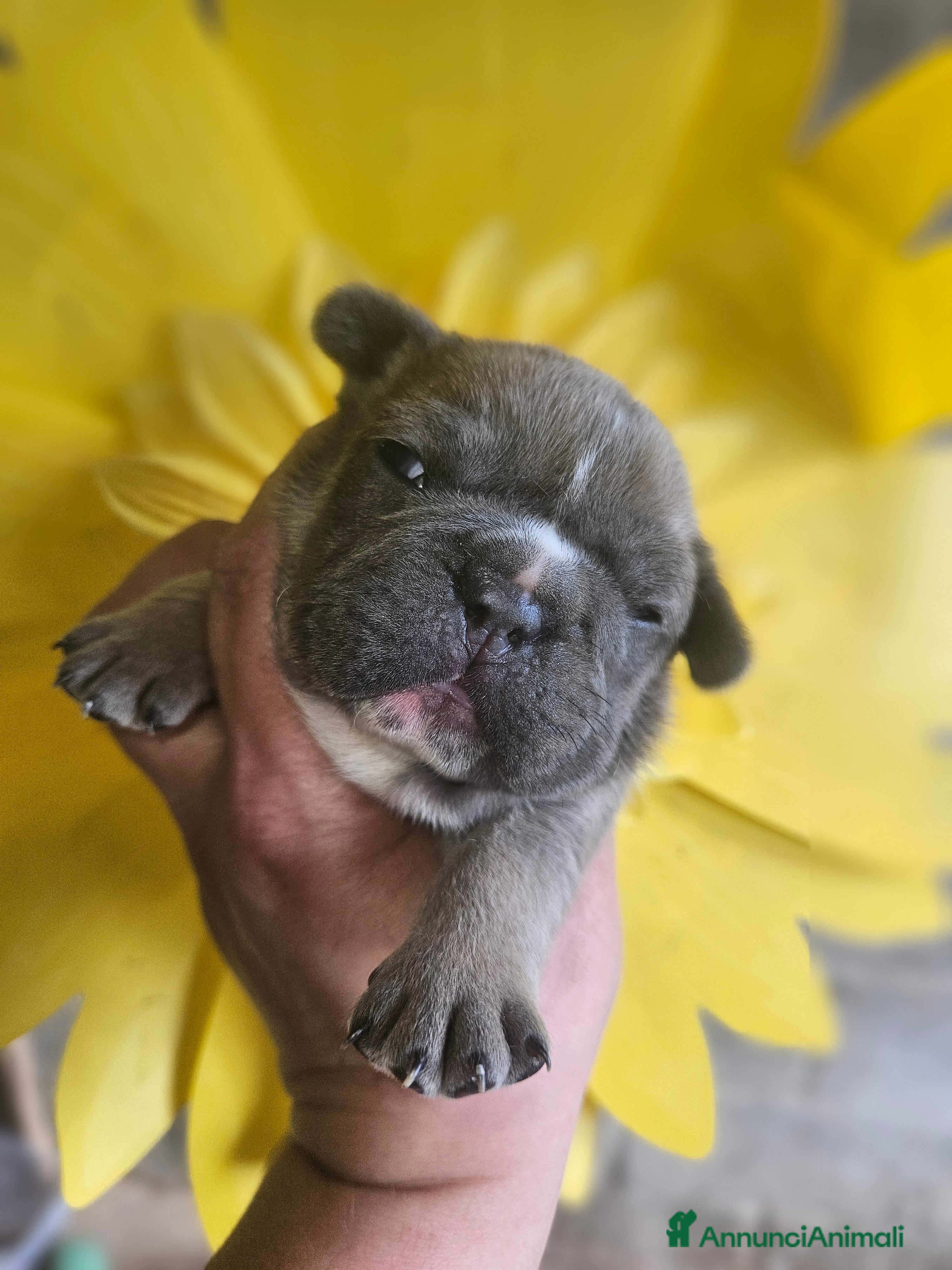 Bulldog Francese cani Bulldog francese  - Annuncio 2