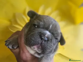 Bulldog Francese cani Bulldog francese - Annuncio 2