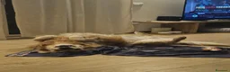 Golden Retriever cani per accoppiamento: Cercasi femmina di Golden Retriever a Provincia di Livorno - Annuncio 2