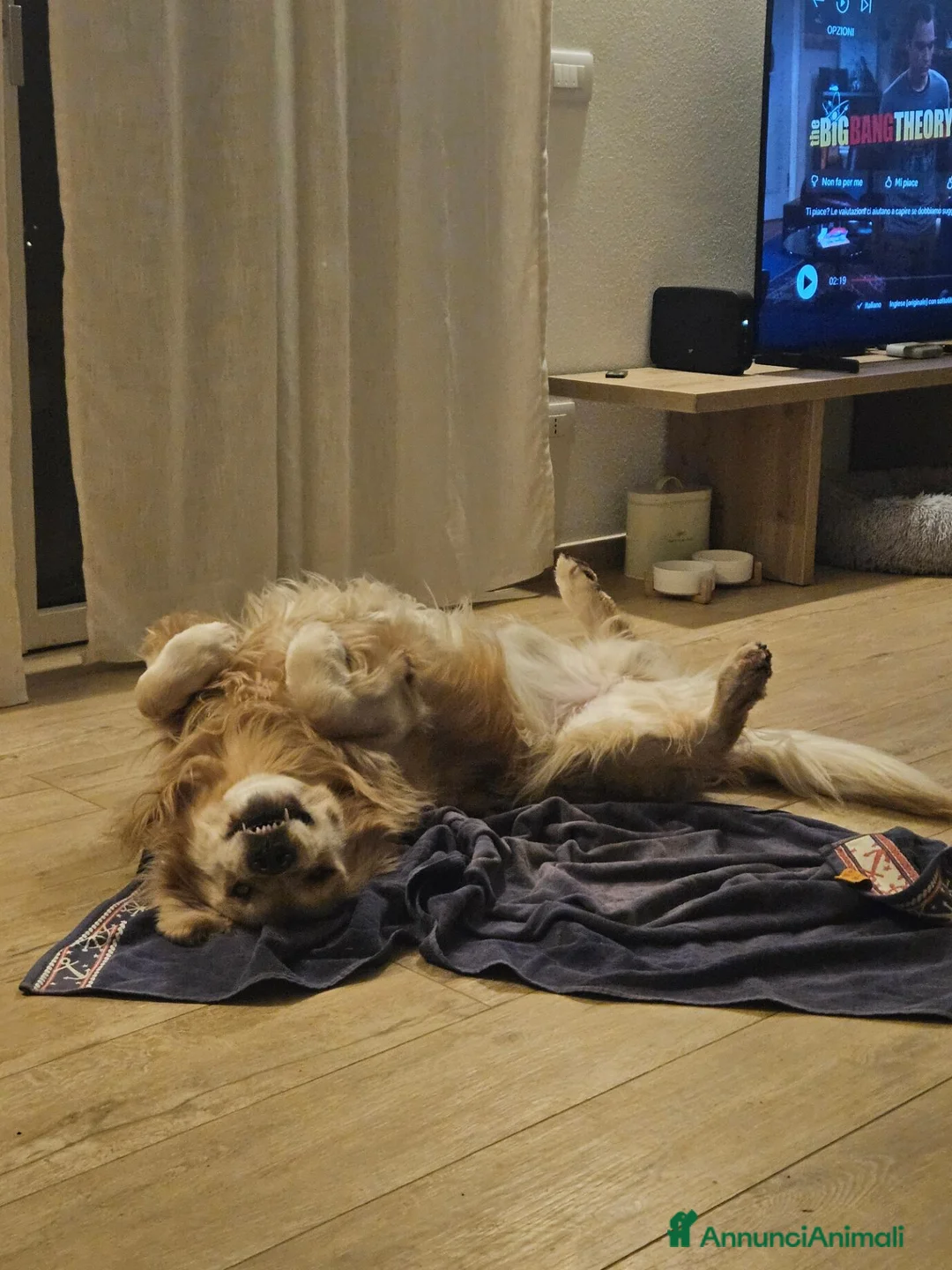 Golden Retriever cani per accoppiamento: Cercasi femmina di Golden Retriever a Provincia di Livorno - Annuncio 2