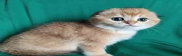 Scottish gatti in vendita: Cuccioli Scottish fold e straight pedigree ENFI - Annuncio 1