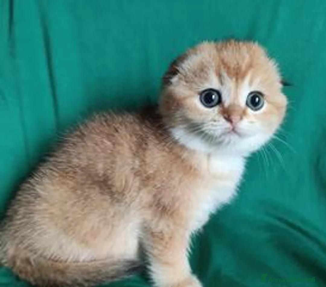 Scottish gatti in vendita: Cuccioli Scottish fold e straight pedigree ENFI - Annuncio 1