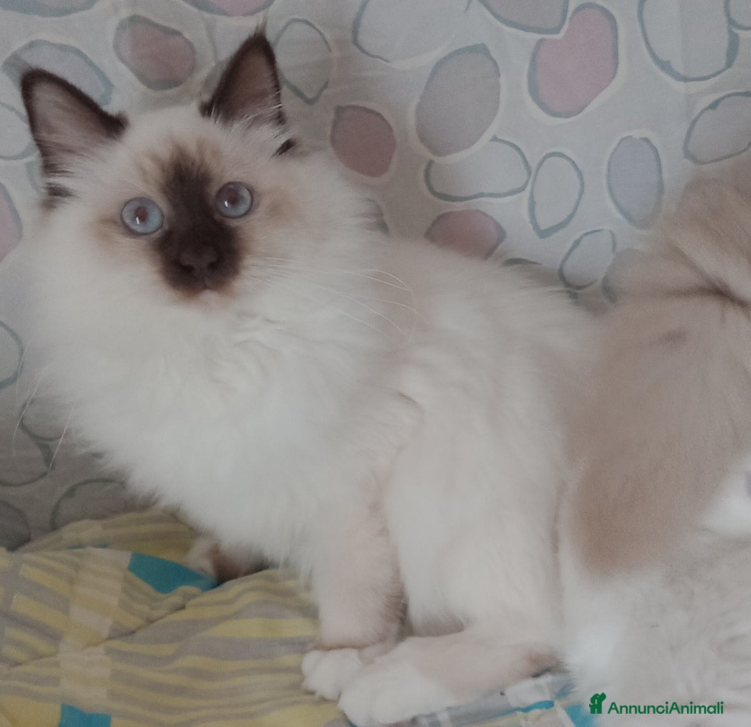 Sacro di Birmania gatti in vendita: Cucciola Sacro dì Birmania  - Annuncio 2