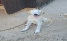 Meticcio cani in regalo:  AKI  - Immagine 16