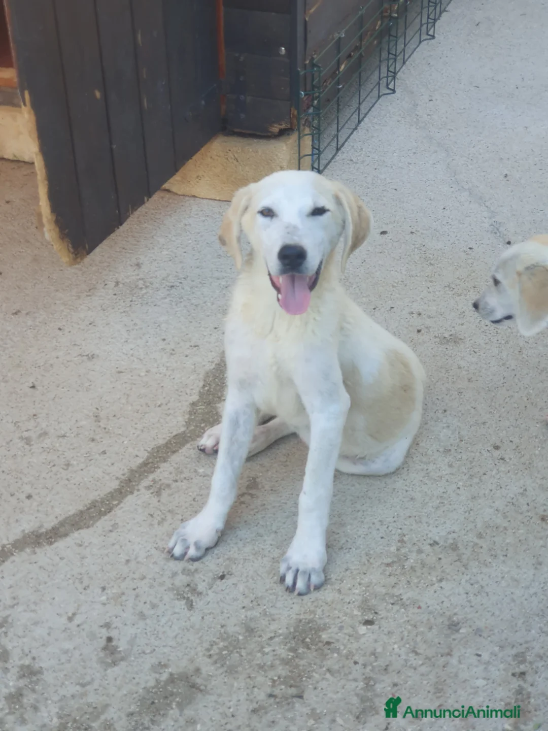 Meticcio cani in regalo:  AKI  - Annuncio 16