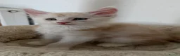 Maine Coon gatti in vendita: Cuccioli Silver shaded - Annuncio 3