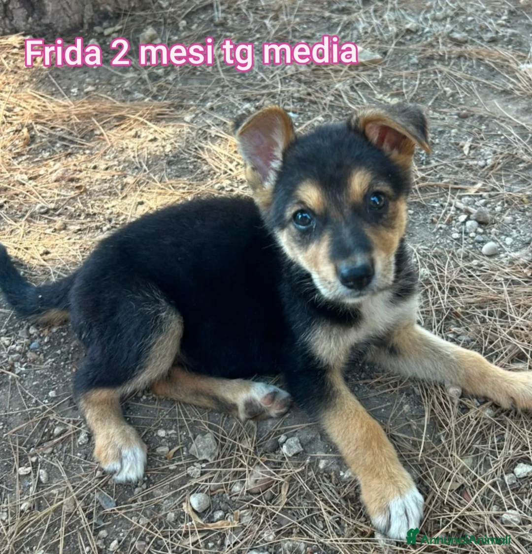 Meticcio cani in regalo: Teneri cuccioli in cerca di casa a Provincia di Modena - Annuncio 13