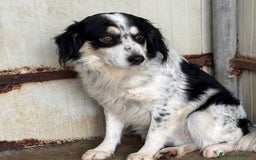 Border Collie cani in regalo: BALTO mix border collie cerca adozione! a Provincia di Latina - Annuncio 2