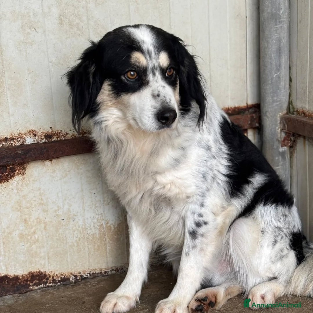 Border Collie cani in regalo: BALTO mix border collie cerca adozione! a Provincia di Latina - Annuncio 2