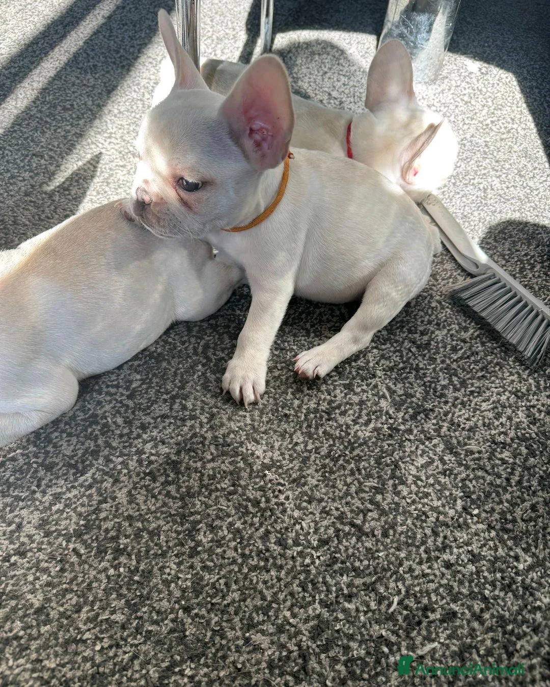 Bulldog Francese cani in vendita: Cuccioli di Bulldog Francese Registrati KC a Città metropolitana di Milano - Annuncio 10