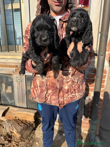 Immagine della galleria {{count}}