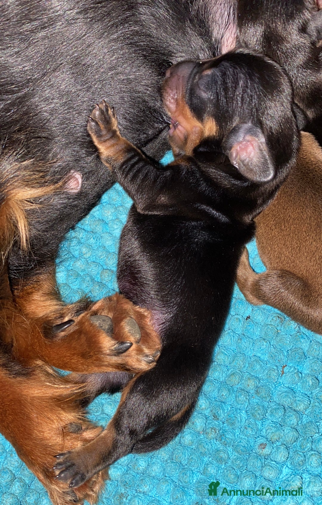 Bassotto cani in vendita: Bassotto tedesco - Annuncio 8