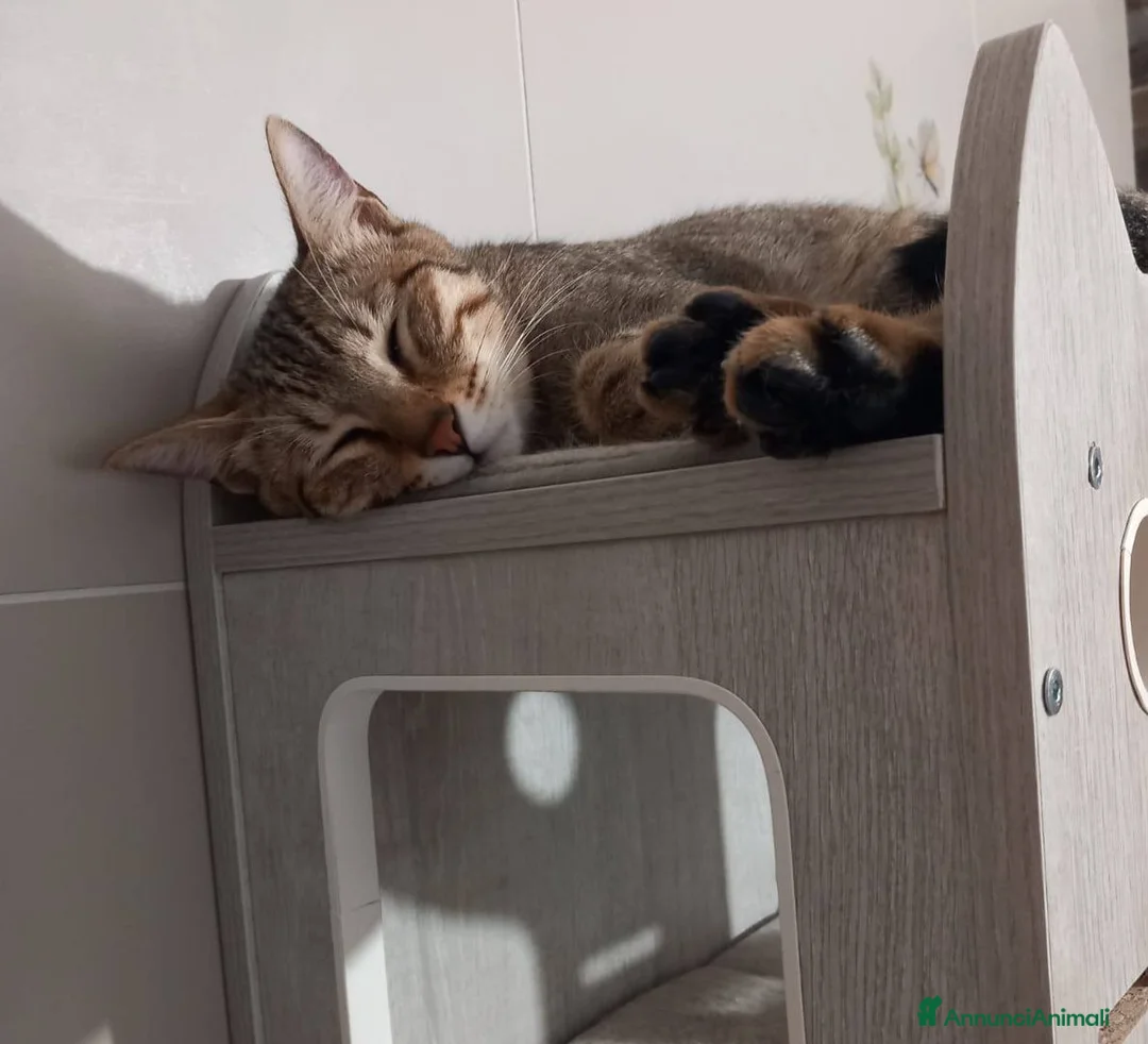 Europeo gatti in regalo: JAMES adorabile gattino in adozione! - Annuncio 3