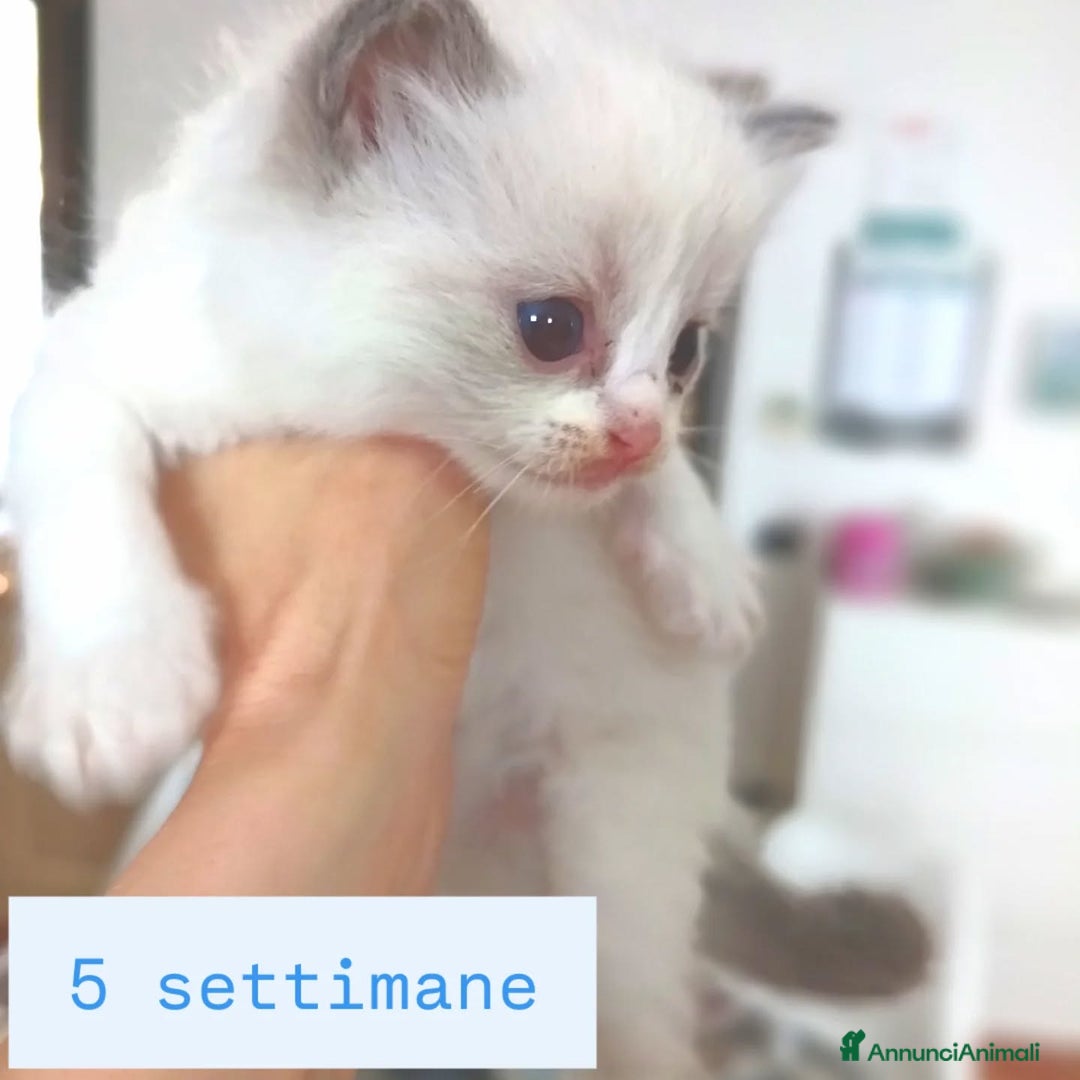 Ragdoll gatti in vendita: Cuccioli Ragdoll di Alta Genealogia a Città metropolitana di Milano - Immagine 6