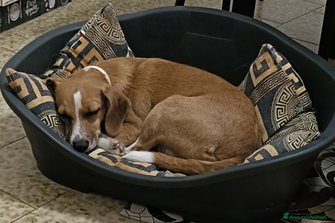 Meticcio cani in regalo: Cagnolina incrocio Beagle  a Provincia di Pavia - Immagine 4
