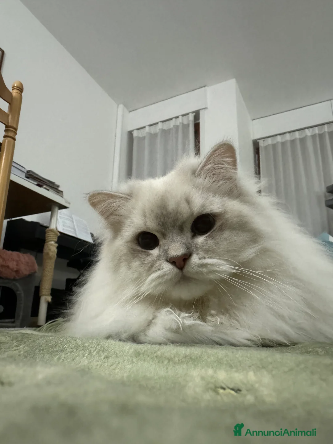 Scottish gatti per accoppiamento: Scottish Highland per accoppiamento  a Provincia di Varese - Annuncio 3