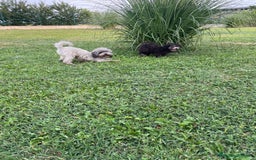 Barboncino cani in vendita: Barboncino toy grigio con pedigree enci a Provincia di Cuneo - Immagine 3