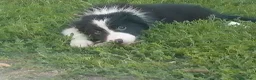 Border Collie cani in vendita: Cuccioli di border collie  - Annuncio 8
