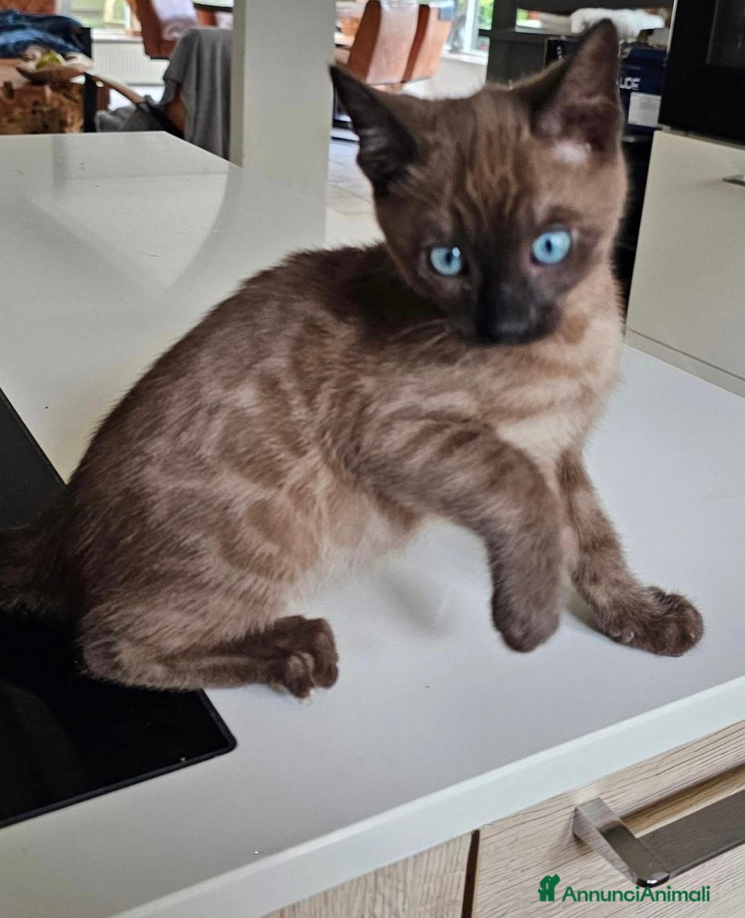 Bengala gatti in vendita: Cuccioli di bengala - Annuncio 2