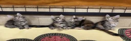 Maine Coon gatti in vendita: Tenera cucciola Maine Coon  - Annuncio 7