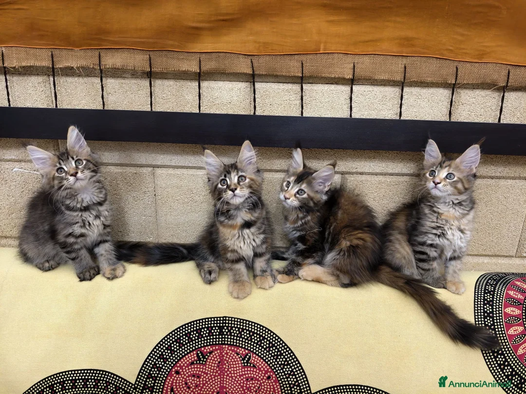 Maine Coon gatti in vendita: Tenera cucciola Maine Coon  - Annuncio 7