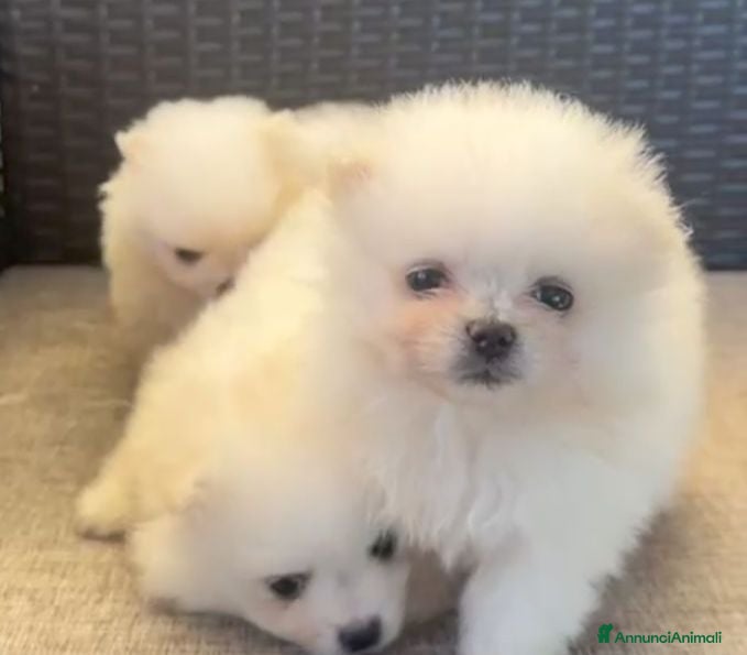 Volpino Pomerania cani Volpino Pomerania  - Annuncio 4