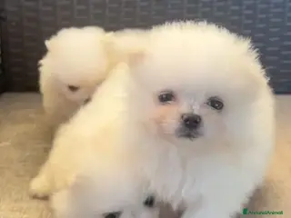 Volpino Pomerania cani Volpino Pomerania - Annuncio 4