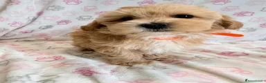 Maltipoo 3