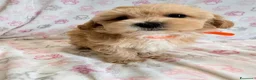 Maltipoo cani in vendita:  Bellissima cucciolata di Maltipoo F1 - Annuncio 9