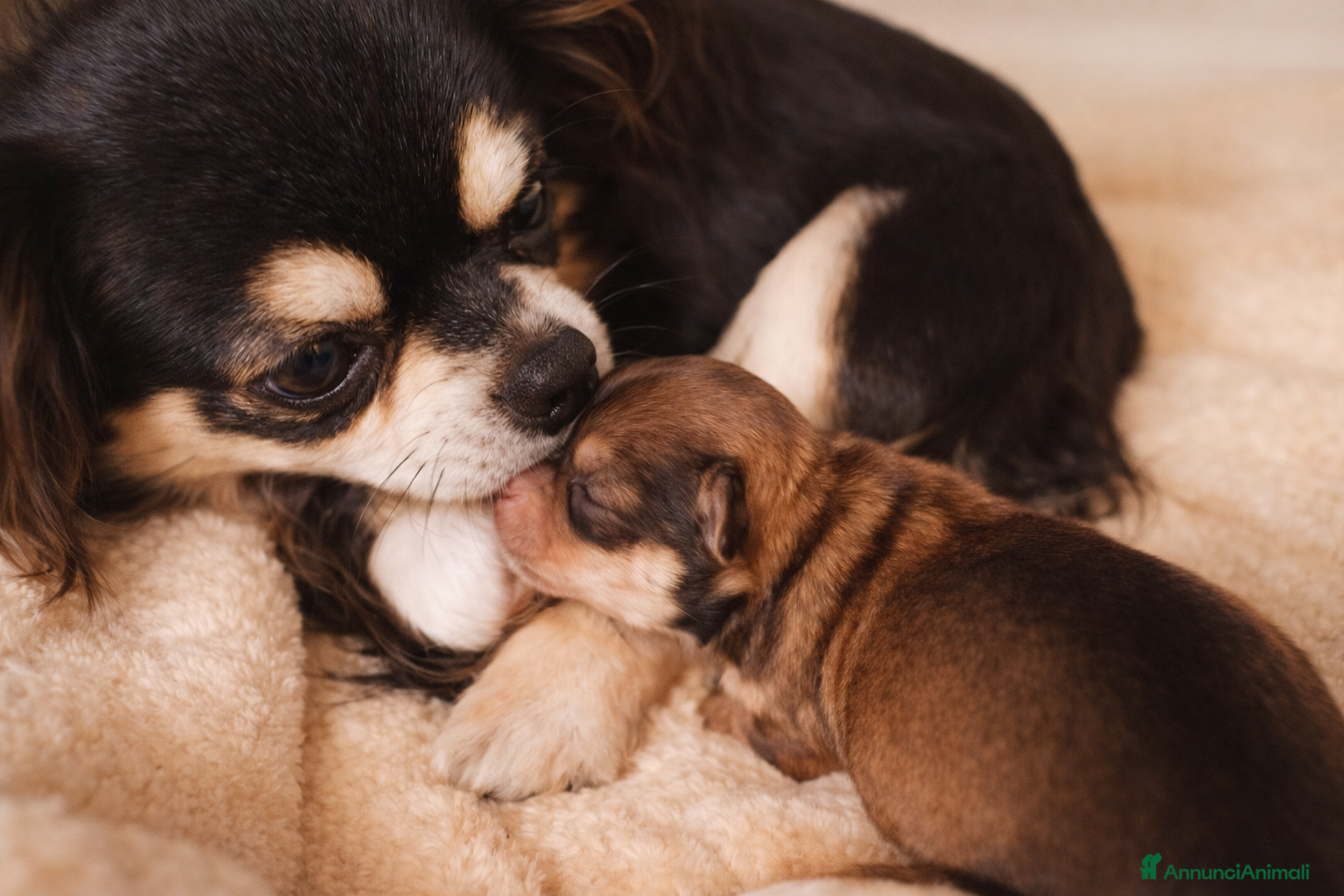 Chihuahua cani Allevamento riconosciuto ENCI  - Annuncio 1