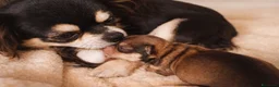 Chihuahua cani in vendita: Allevamento riconosciuto ENCI  a Provincia di Pescara - Annuncio 1