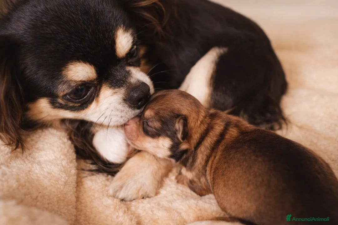 Chihuahua cani in vendita: Allevamento riconosciuto ENCI  a Provincia di Pescara - Annuncio 1