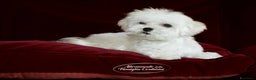 Maltese cani in vendita: MALTESI TOY BELLISSIMI CON PEDIGREE ENCI - Annuncio 5
