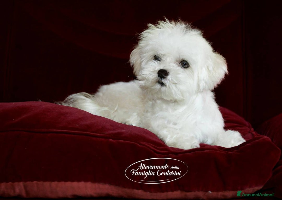 Maltese cani in vendita: MALTESI TOY BELLISSIMI CON PEDIGREE ENCI - Annuncio 5