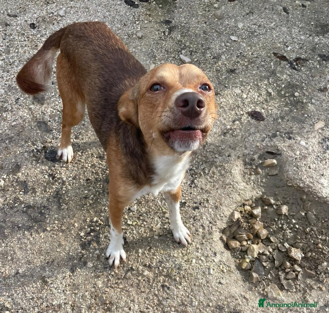 Meticcio cani in regalo: IL PICCOLO CANGU - Annuncio 3