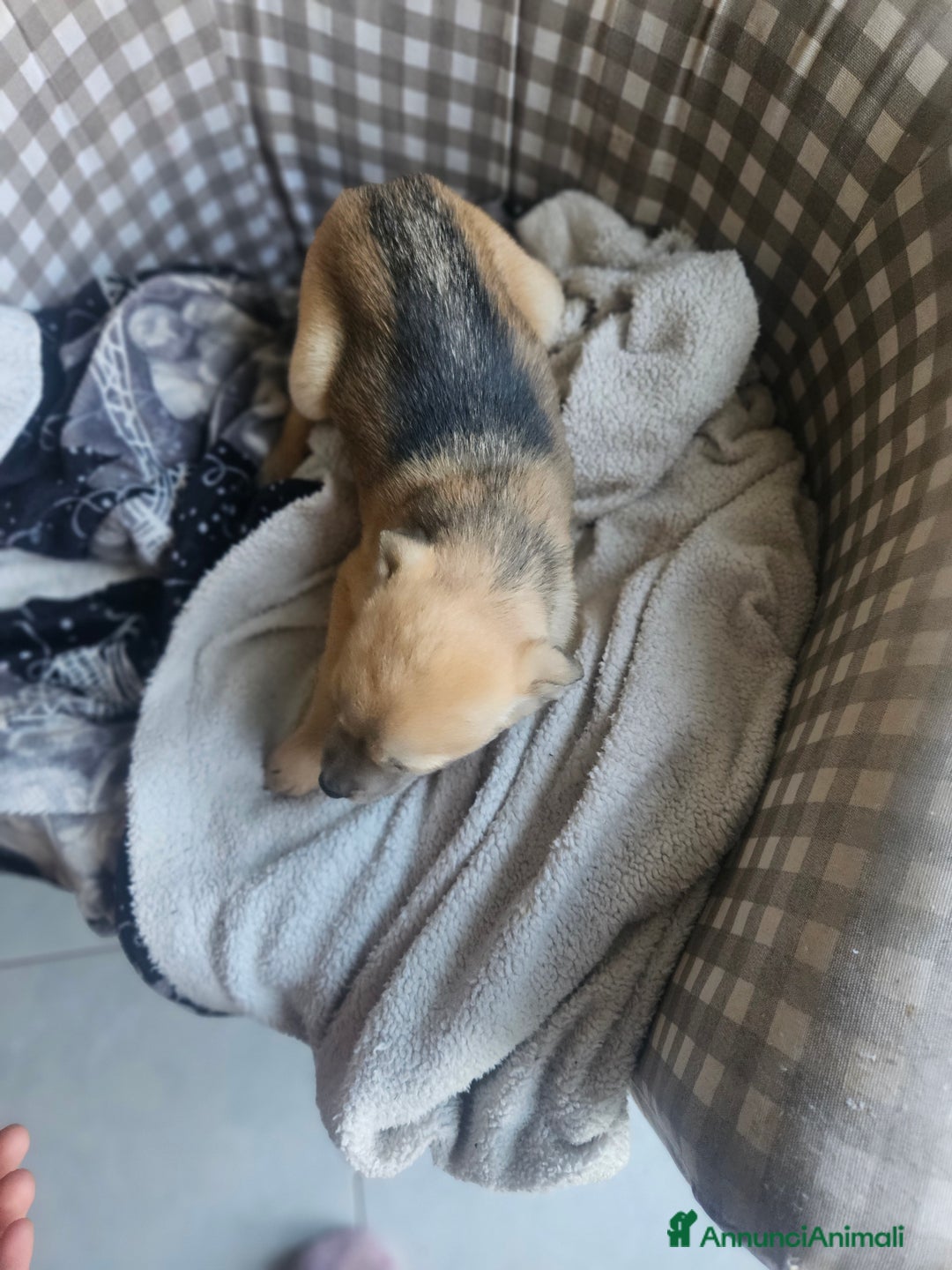 Meticcio cani in regalo: Cuccioli meticci  - Annuncio 4