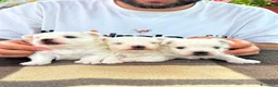 Maltese cani in vendita: Cuccioli di Maltese con pedigree ENCI - Annuncio 8