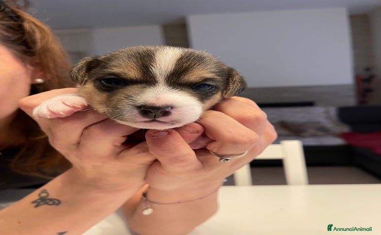 Parson Russell cani a Città Metropolitana di Firenze - Annuncio 1